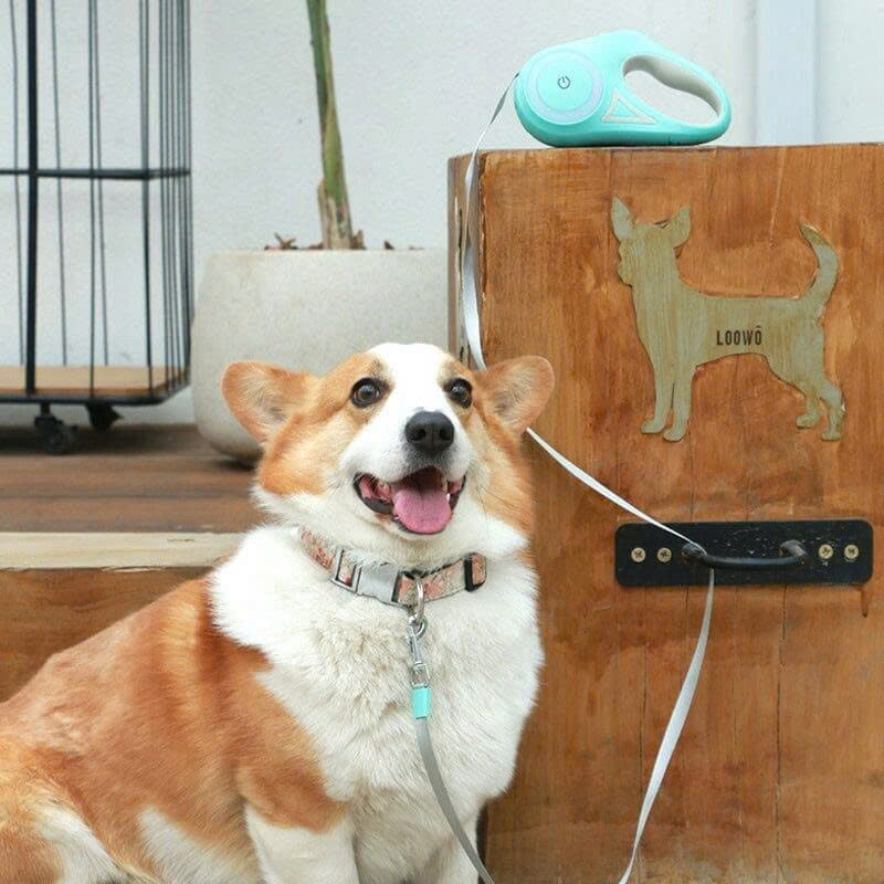 Dog Light Leash